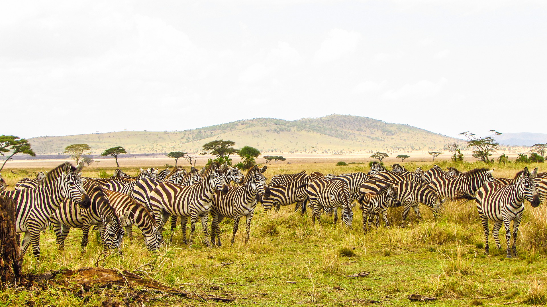 Тур-сафари в Танзании