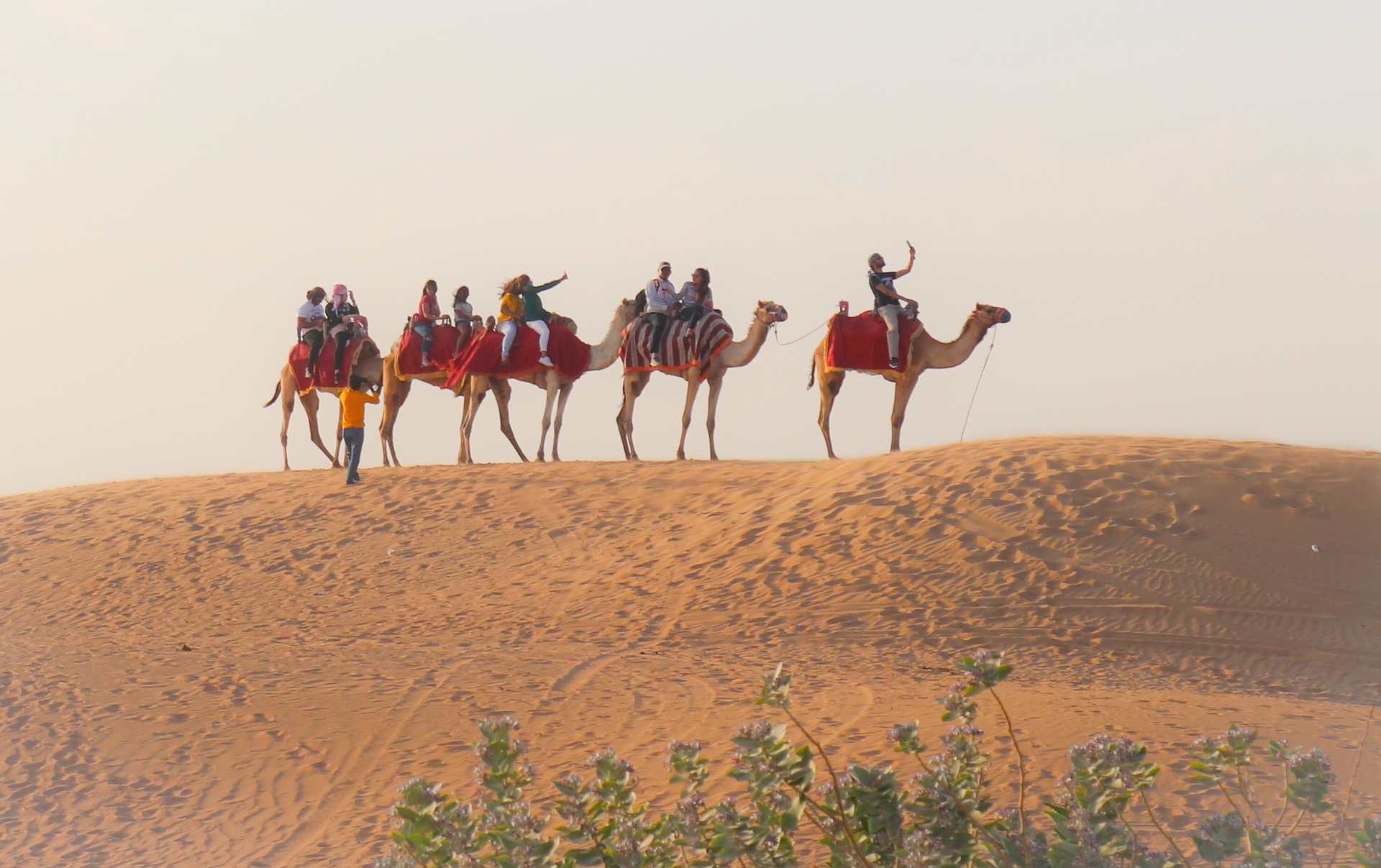 Прогулка на верблюдах в ОАЭ
