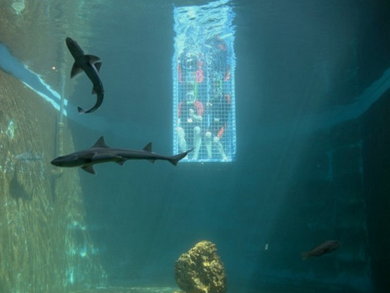 Басейн с акулами в Sealanya
