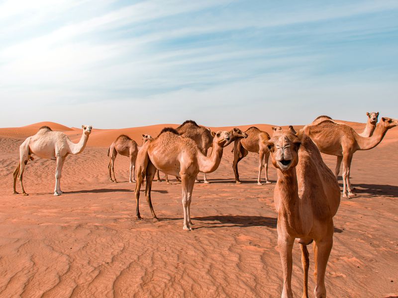 Караван верблюдов где-то в пустыне ОАЭ