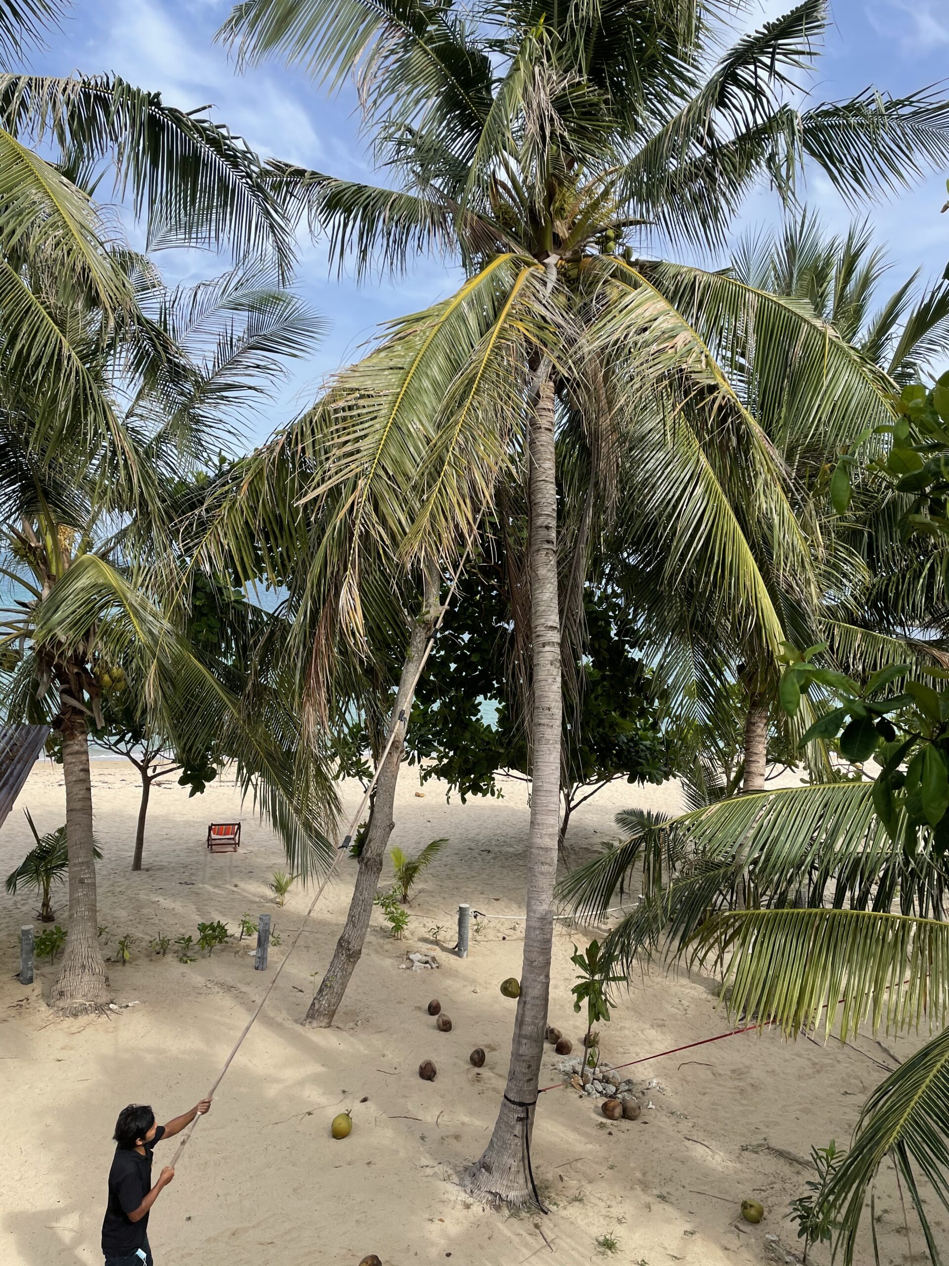 Фотографии из Koh Ma Beach Resort, где по утрам сбивают кокосы
