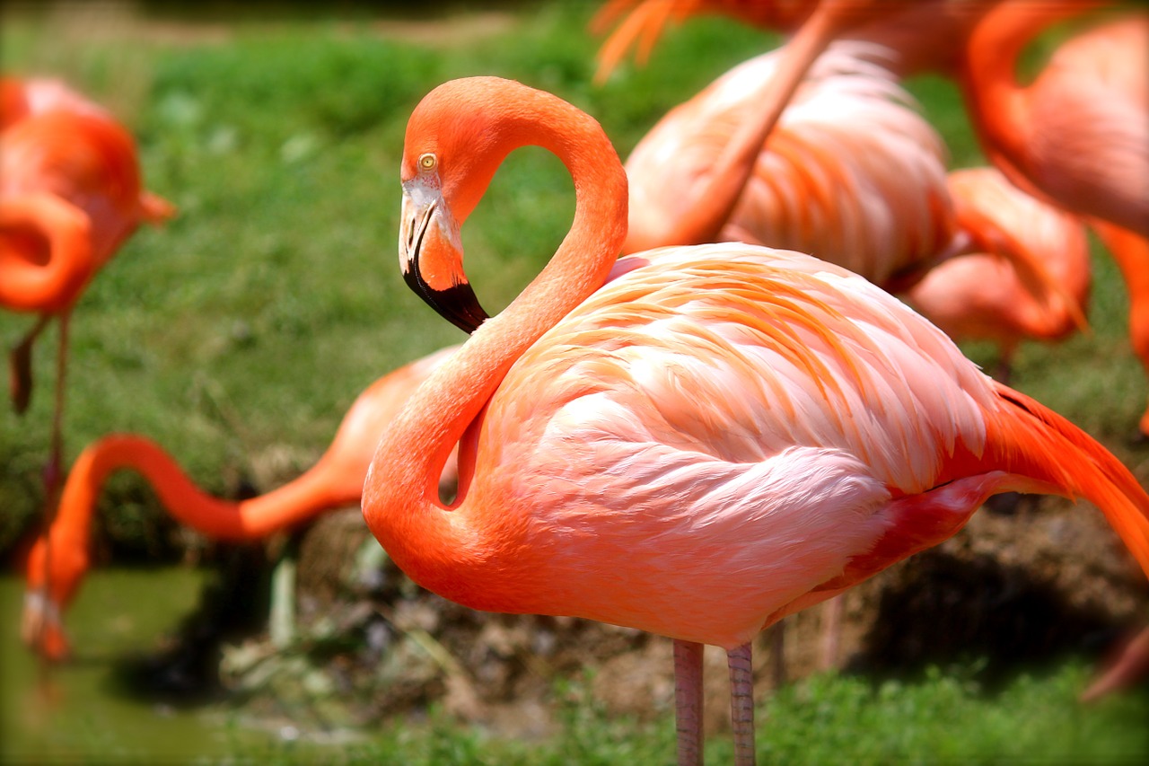 Фламинго в Рио Лагартос