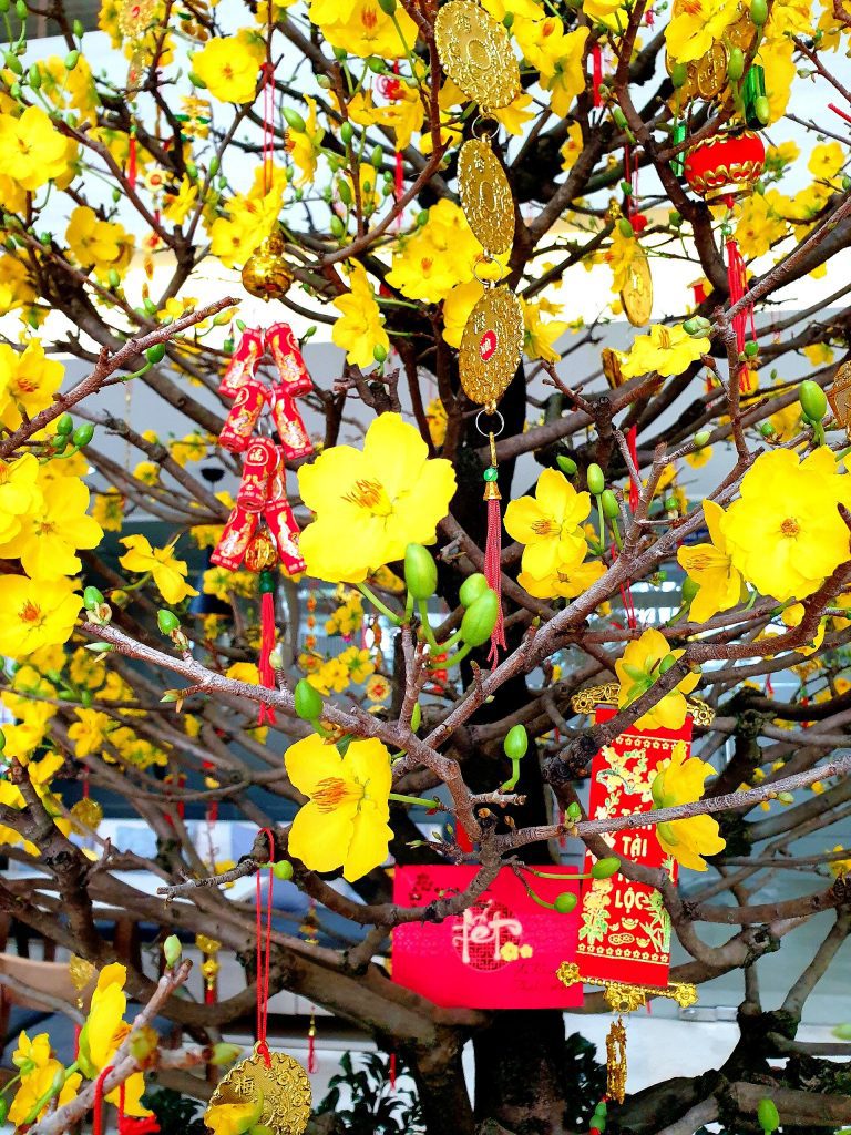 Hoa Mai - абрикосовая слива во Вьетнаме Hoa Mai - абрикосовая слива во Вьетнаме